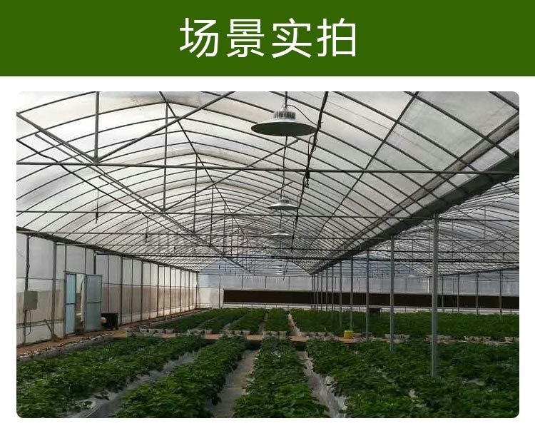 全光谱led植物生长灯温室大棚草莓黄瓜蔬菜菜椒西红柿菊花补光灯50w3