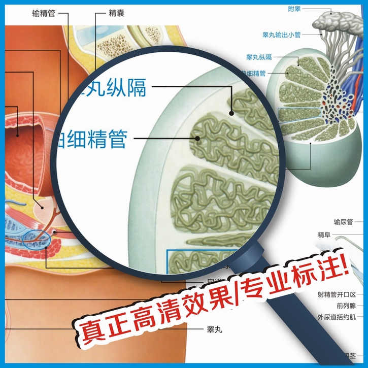 官图男性生殖挂图生殖器官海报图片医院科室男科挂图男性生殖示意图a