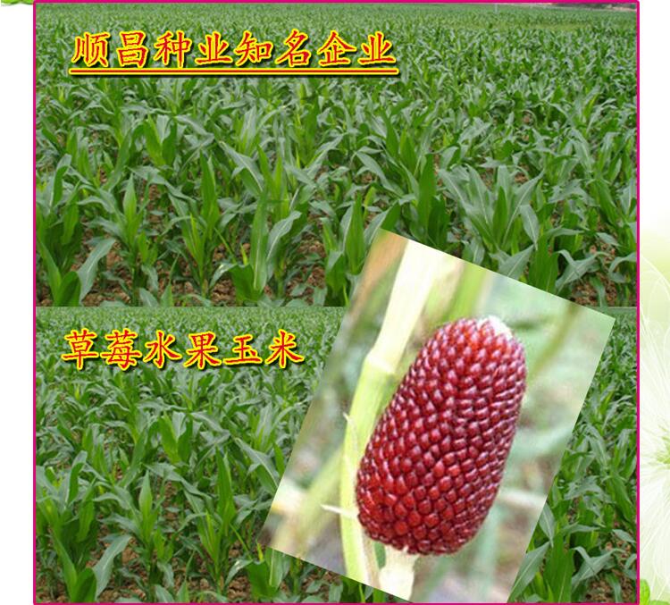 花姬黄金小玉米种子高产四季糯玉米 南方种草莓玉米种子四季种籽 草莓