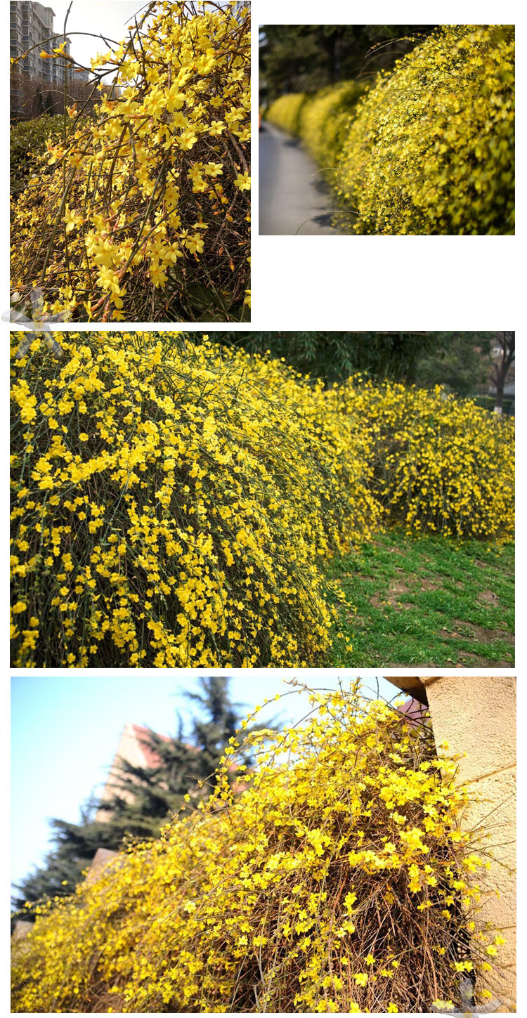 庭院绿化爬藤植物迎春花盆栽树苗四季常青花园观花花卉 3年苗5颗装 不