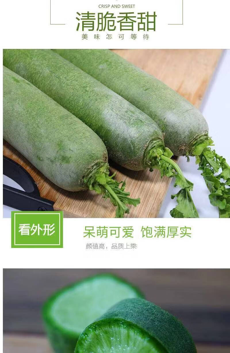 山东特产潍坊萝卜水果萝卜潍县青萝卜新鲜甜脆多汁 5斤普通装