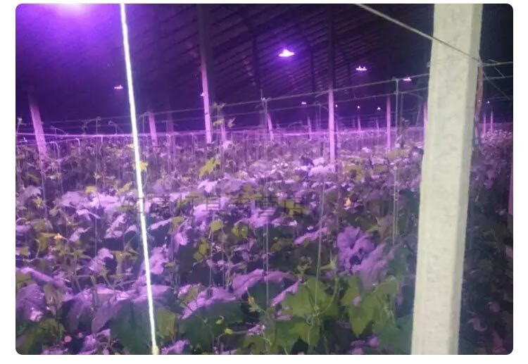全光谱led植物生长灯温室大棚草莓黄瓜蔬菜菜椒西红柿菊花补光灯50w3