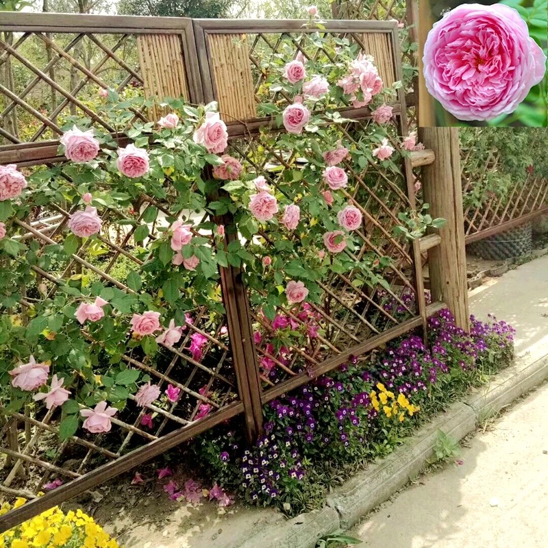 6年大苗 欧月藤本灌木月季花爬藤蔷薇室内阳台盆栽花卉四季开花地栽