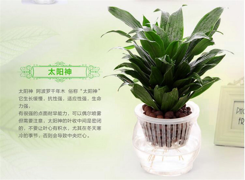 水培植物太阳神 绿植盆栽植物桌面阳台花卉四季种植 太阳神 原盆_现价