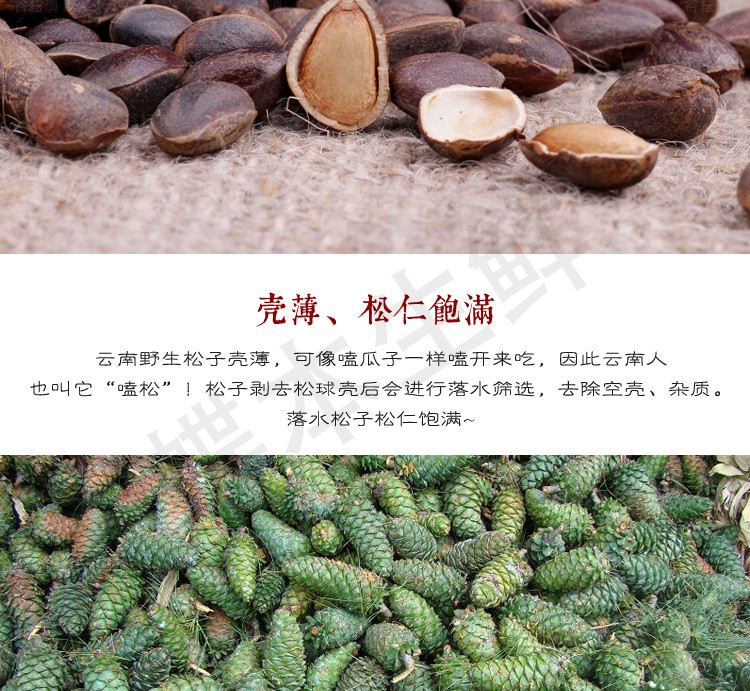 星云湖 云南野生新鲜落水松子 高原特产湿松子不开口黑松子新鲜生松子