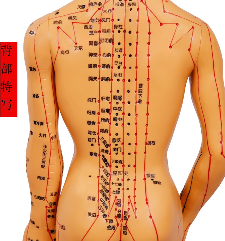 中医针灸穴位图人体模型50cm男女模型清晰经络小人体针灸穴位模型 铜