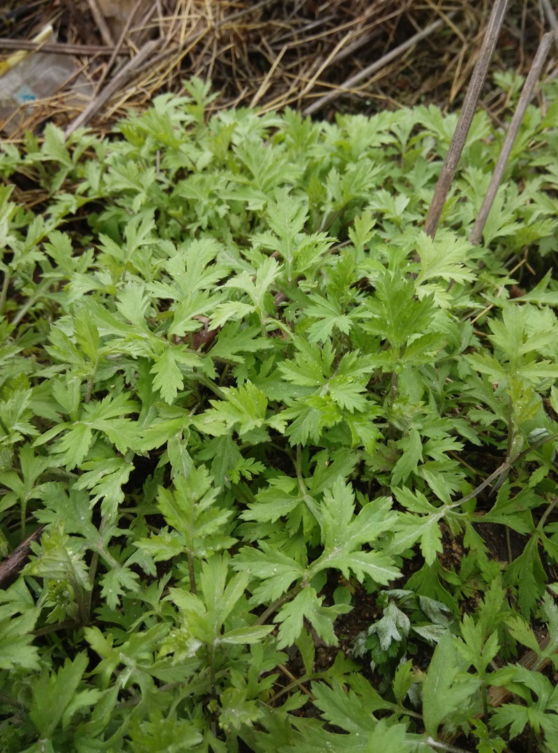 艾草新鲜蕲艾叶苗四季种苗野生艾叶草现挖大艾草根苗大艾草高3040cm