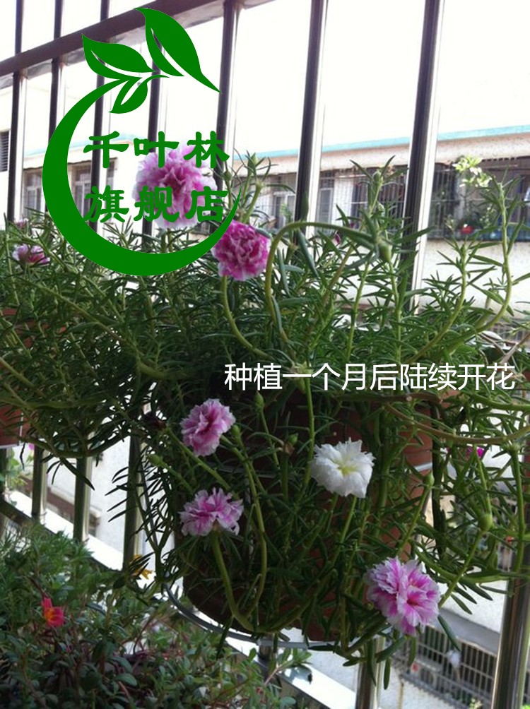 混色重瓣太阳花苗室内外盆栽阳台太阳花种子四季开花带根发货 太阳花