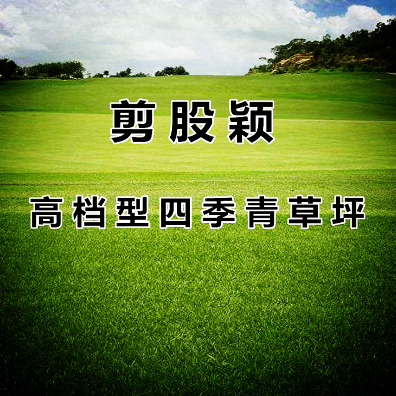 梦族园林(mengzuyuanlin) 剪股颖种子 高档进口四季青