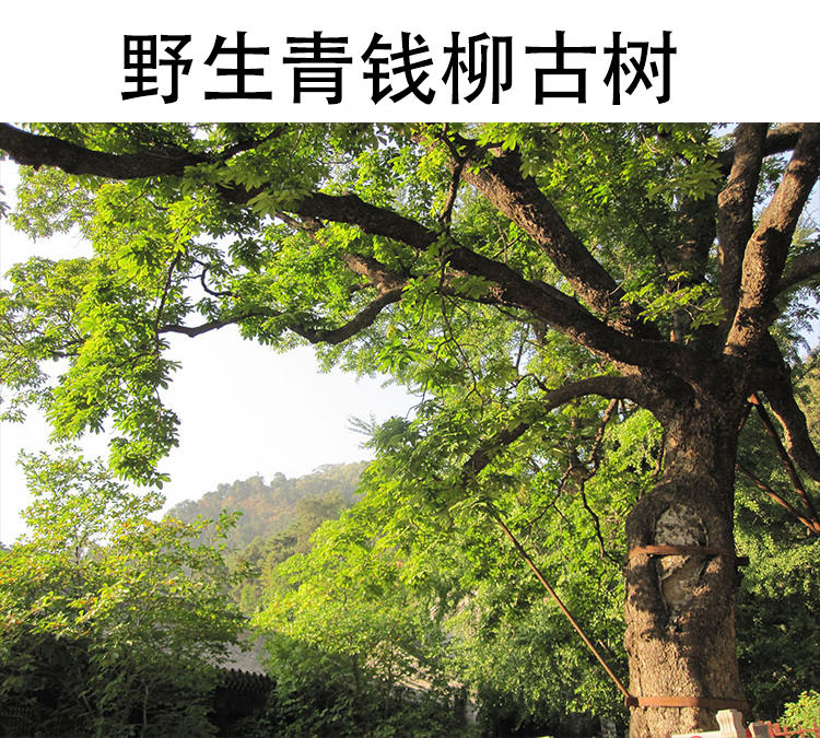 启康 青钱柳嫩叶 百年古树一级芽叶茶金钱柳深山珍品a1特级论坛礼盒