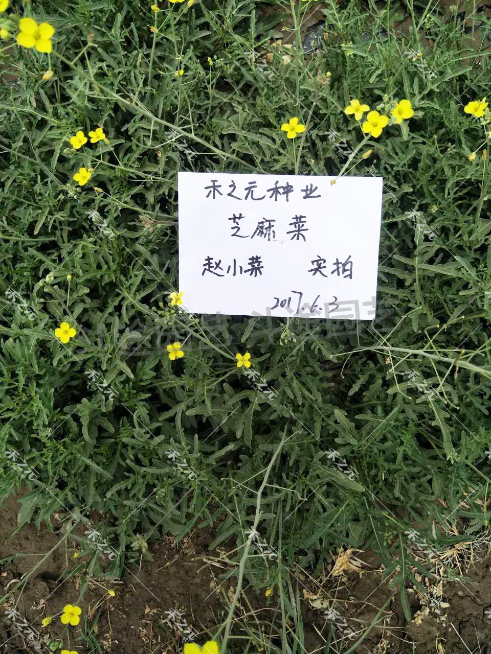 进口芝麻菜种子 意大利多次摘 芝麻香菜沙拉四季播 小