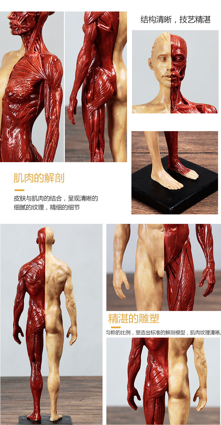人体肌肉模型骨骼绘画cg参考标版解剖美术临摹雕塑仿真人体模型旦黄男