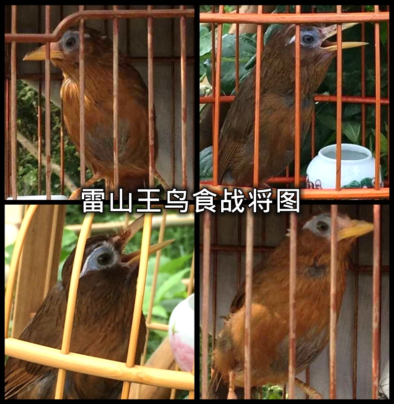手工画眉鸟食饲料打口料斗鸟料唱鸟料提性壮膘料比赛鸟粮
