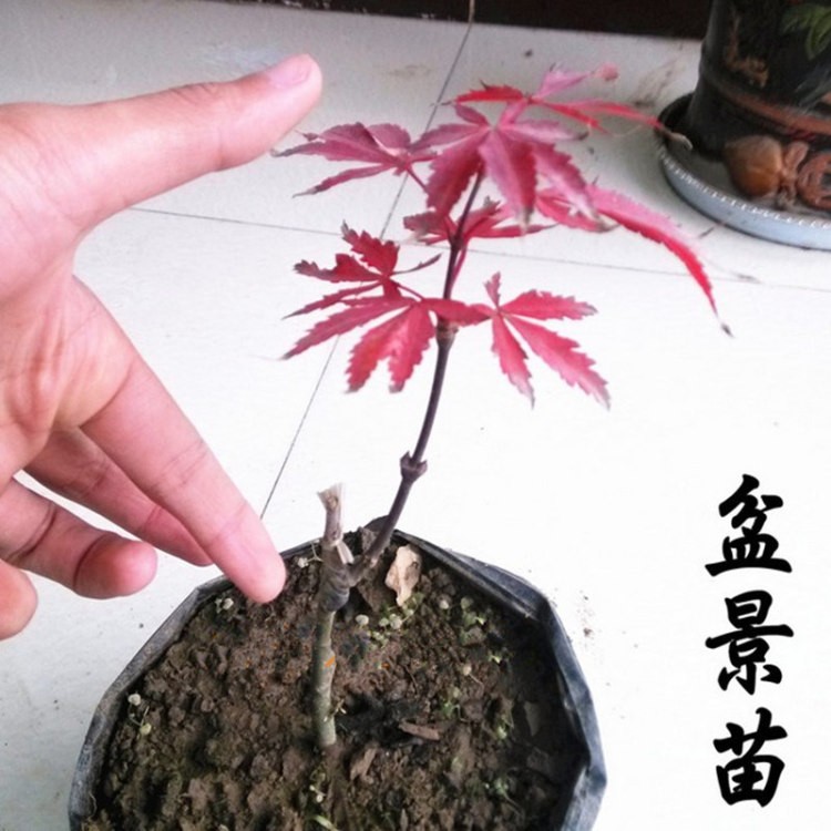 红枫树苗日本红枫苗秋火焰红舞姬红枫盆景苗木小苗 橙