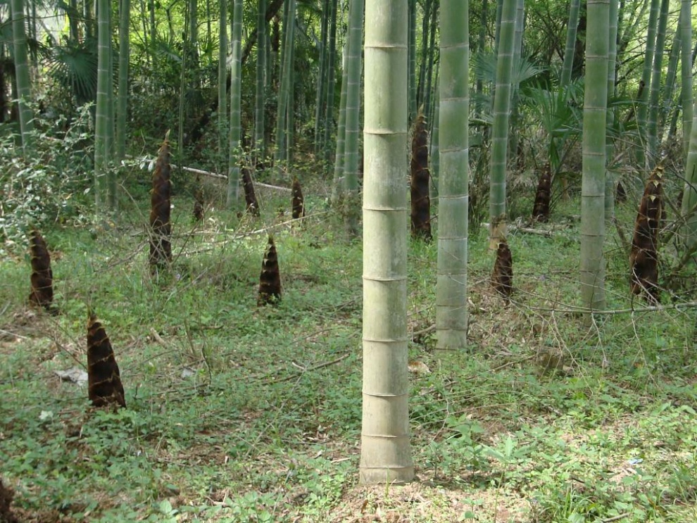 毛竹种子青竹种子林木种子绿化种子 50g