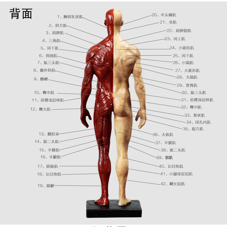 人体肌肉模型骨骼绘画cg参考标版解剖美术临摹雕塑仿真人体模型旦黄男