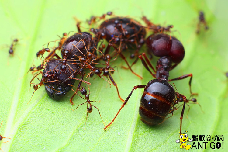 全异巨首蚁pheidologeton diversus 工坊活体宠物科普