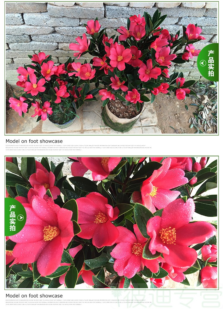 四季红山茶花盆栽花苞绿植花卉精品杜鹃茶花苗四季开花 高80cm-110cm