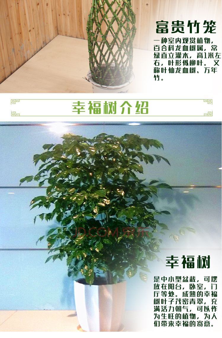 办公室客厅新居办公开业庆典大型盆栽绿植 大叶绿萝 辫子发财树 摇钱