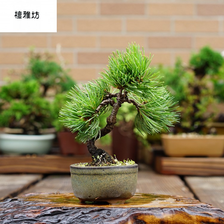 檀雅坊日本小品 宫岛五针松 大阪松盆景 盆栽 如图 含