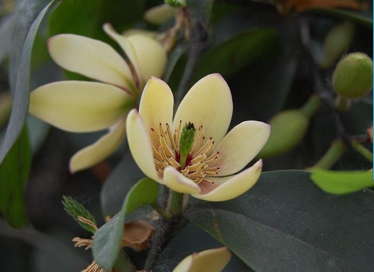 春枝韵 盆栽花卉绿植 浓香植物 含笑花苗 含笑花 含笑