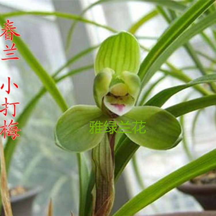 颢天 兰花苗春兰蕙兰老八种宋梅龙字集圆汪字万字办公