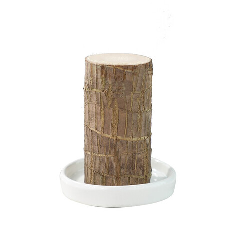Brazil wood potted plant Jingdong Green Plant Mini Indoor Potted Plant Brazil wood potted plant Jingdong Green Plant Mini Indoor Potted Plant