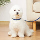 Cat sister Wangdi leash cat dog collar puppy Teddy Pomeranian Bichon small dog leash cat collar red brown with decoration collar neck circumference (22-30) cm + 1.2 meters leash Cat sister Wangdi leash cat dog collar puppy Teddy Pomeranian Bichon small dog leash cat collar red brown with decoration collar neck circumference (22-30) cm + 1.2 meters leash