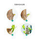 Brazil wood potted plant Jingdong Green Plant Mini Indoor Potted Plant Brazil wood potted plant Jingdong Green Plant Mini Indoor Potted Plant