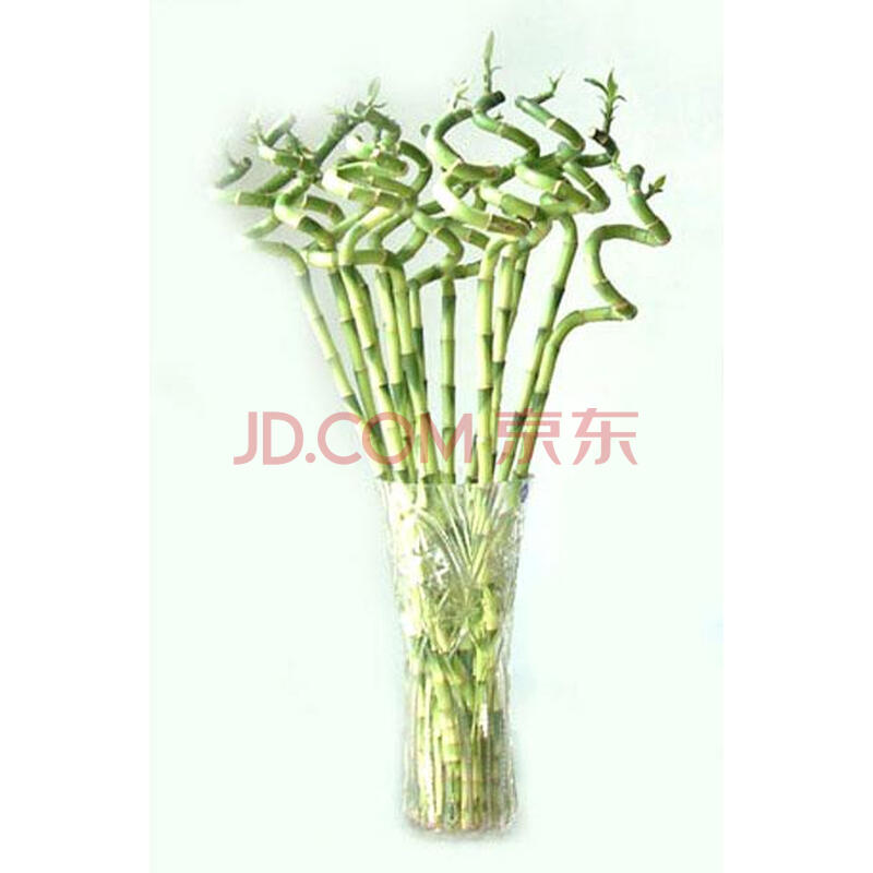 盆栽竹子植物室内牌子好不好 绿色植物室内大