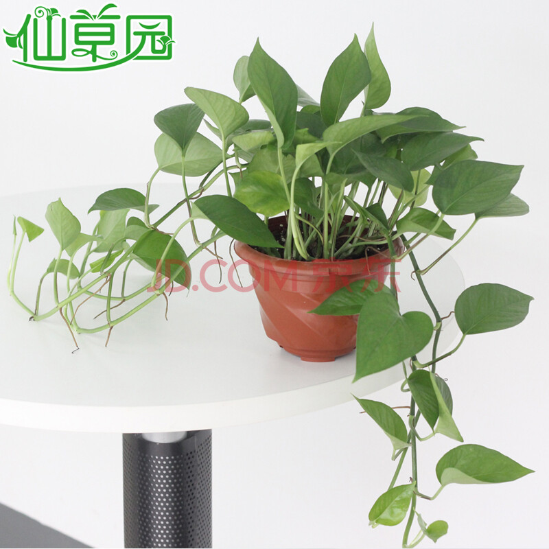 绿色植物绿植吊兰防辐射创意盆栽办公室家居室内盆景绿萝 绿萝 土黄色