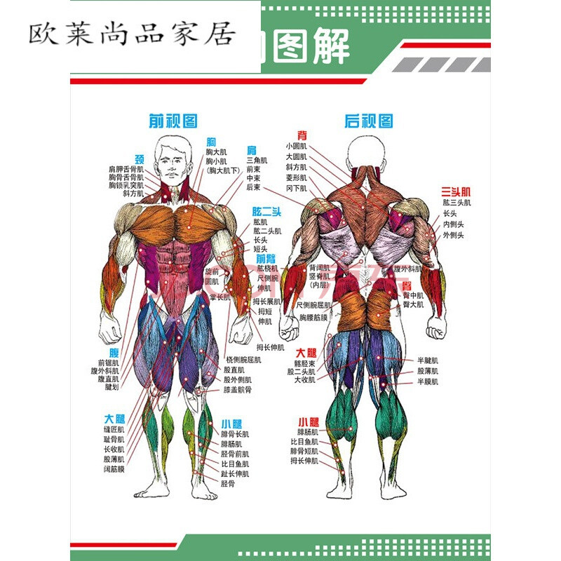 健身肌肉图解挂图贴画人体肌肉结构解剖人体器官解剖图示意图海报