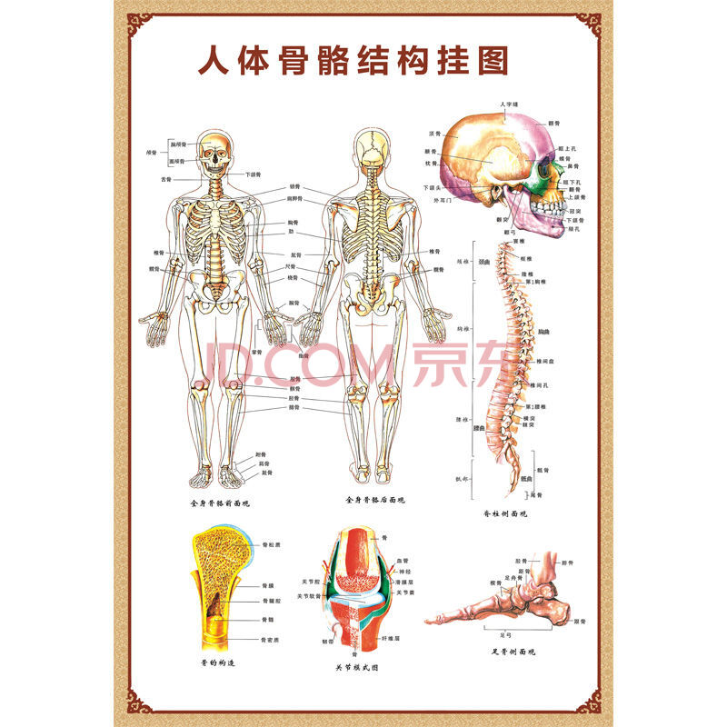 人体解剖图结构示意图人体内脏器官骨骼肌肉构造挂图身解刨图片 人体