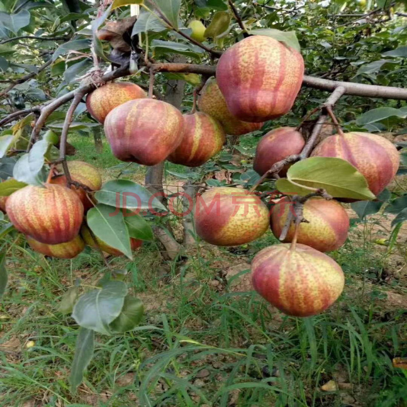 梨树苗早酥红梨树苗红啤梨果树苗南方北方种植庭院盆栽地栽水果苗 2年