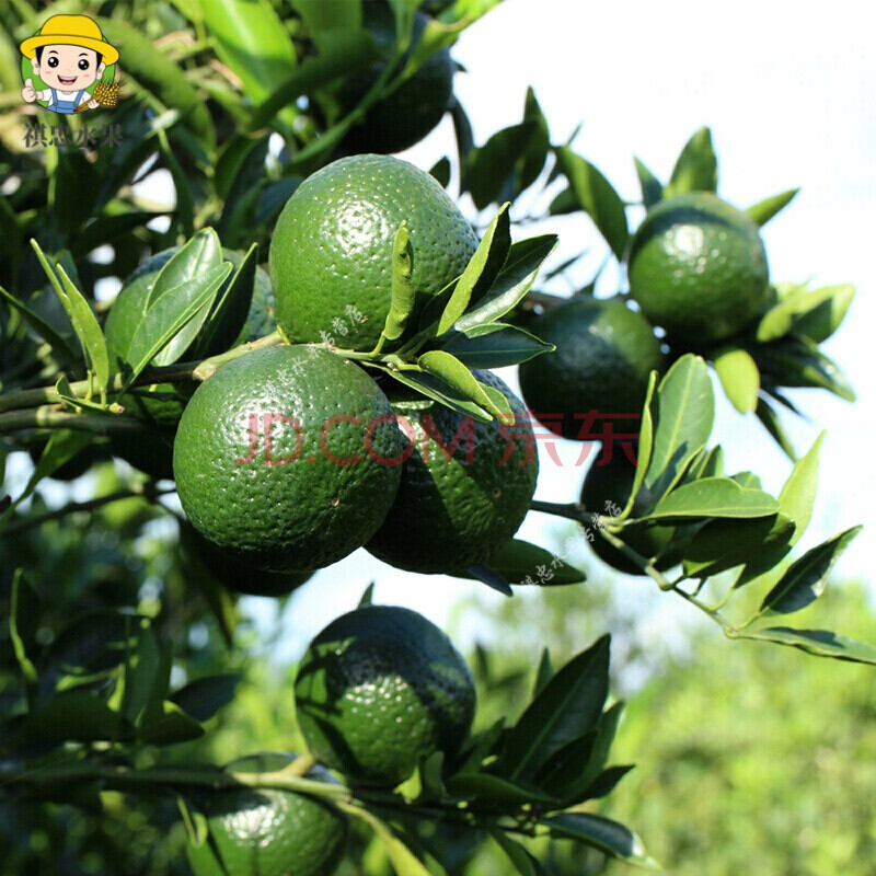 祺忠水果 19年新货 小青柑壳 新会陈皮 新鲜茶枝柑 小青柑鲜果壳 橘子