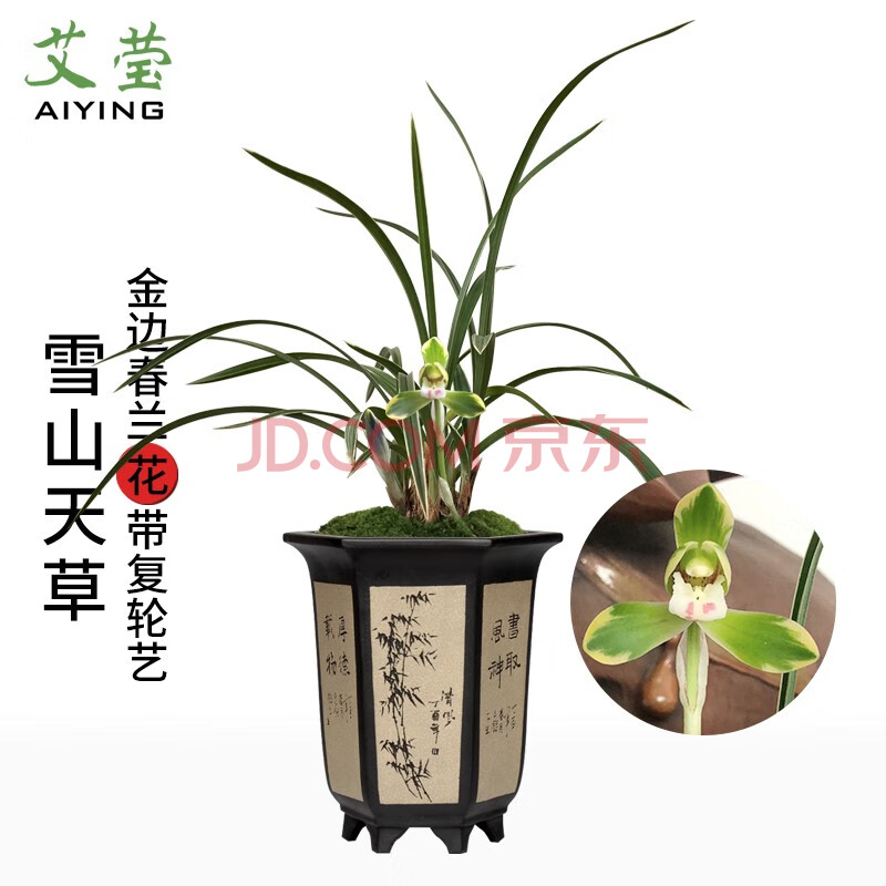 艾莹兰花苗春兰矮种线艺兰雪山天草现带花苞出售浓香好养花卉盆栽 5苗