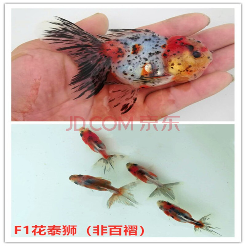 包损百褶泰狮金鱼鱼苗泰狮百褶裙黑泰狮红泰狮冷水鱼活体观赏鱼活体
