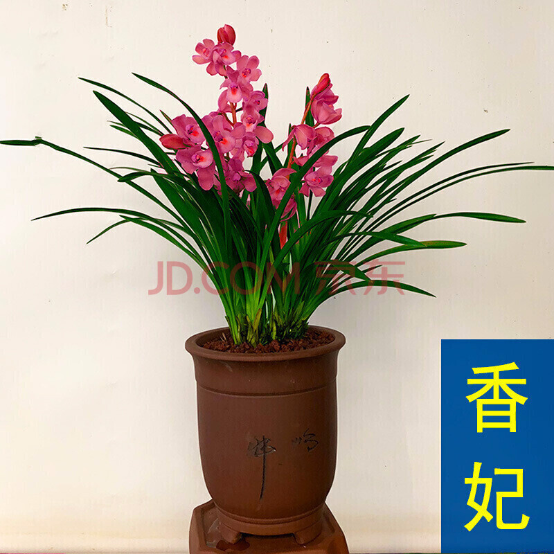 惠兰盆栽 兰花 香妃 红贵妃 矮种浓香建兰四季兰 兰花