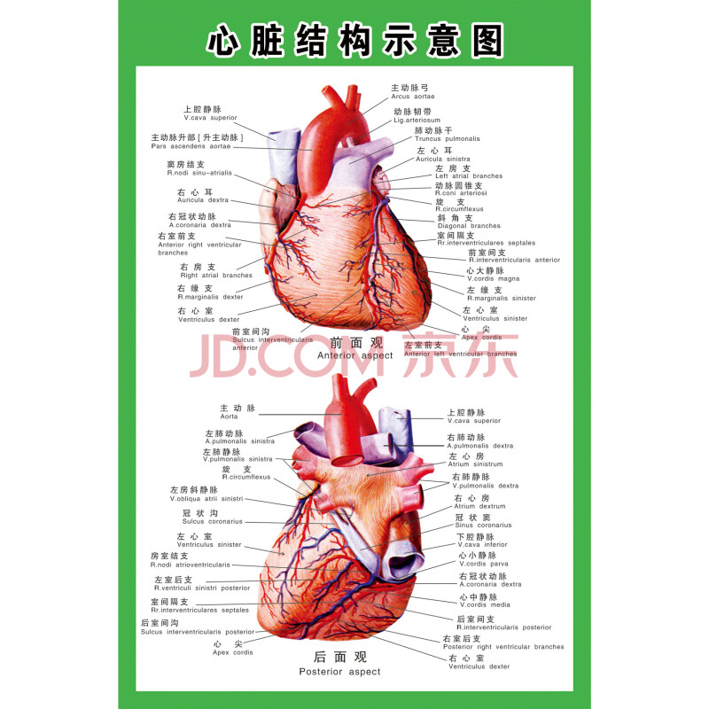 人体心脏解剖示意图 100*150厘米=70寸