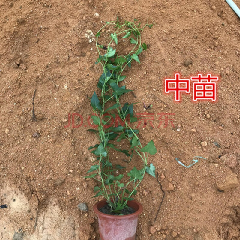 一帘幽梦富贵帘苗锦屏藤爬藤植物会长彩色气根隔热帘龙须藤生长快 中