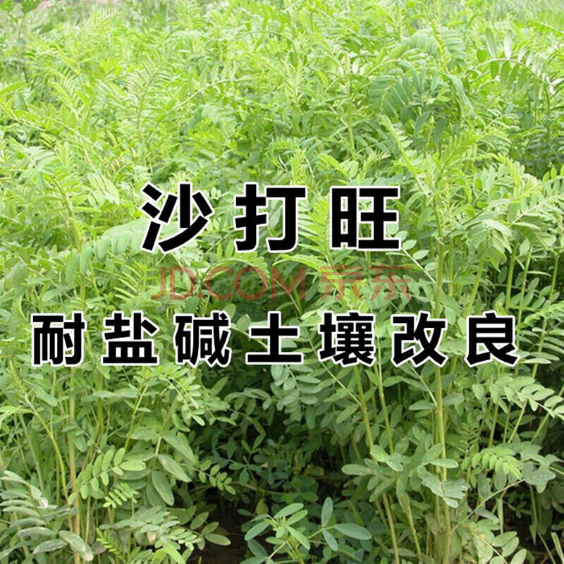 紫花苜蓿苏高丹皇竹草四季多年生牧草 沙打旺【豆科类牧草一斤】