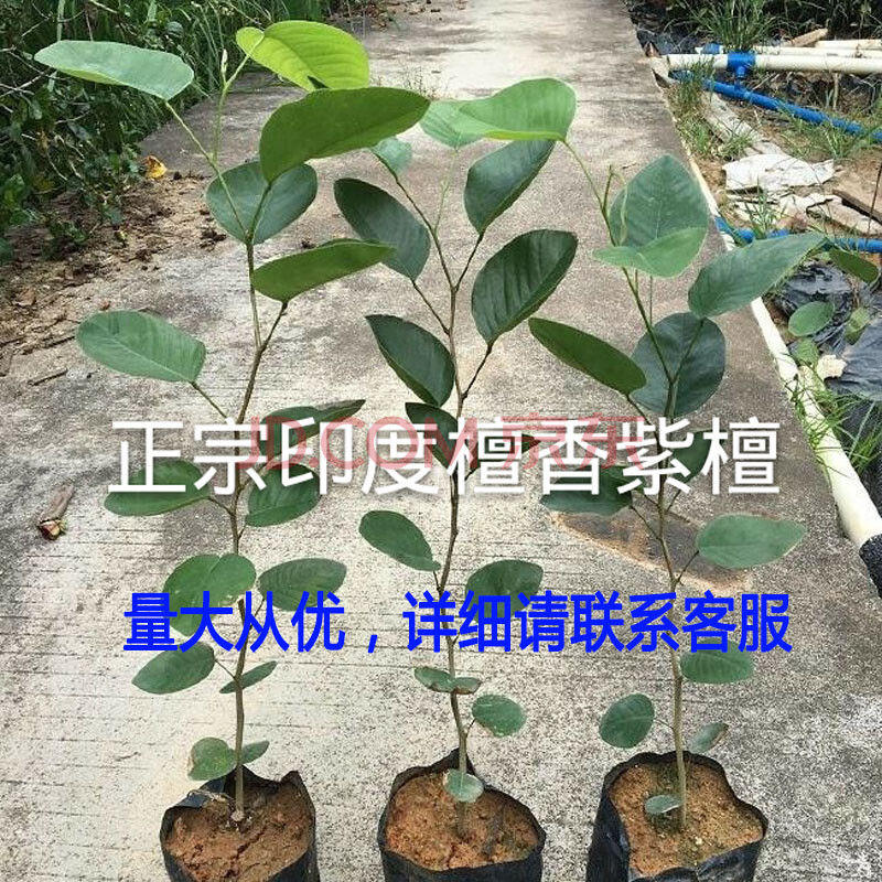 小叶金丝楠木树苗正宗四川金丝楠木小苗名贵金丝楠苗名贵奇楠苗木sy