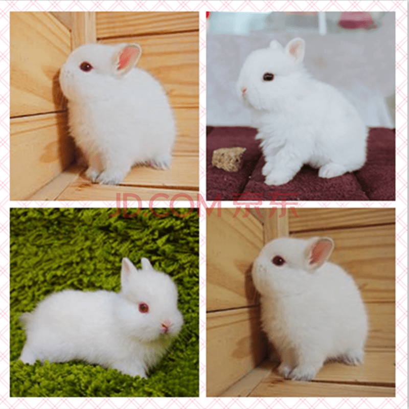 耳荷兰侏儒兔小兔子活物 公母可选 白色红眼侏儒兔 8重礼包(公母可选)