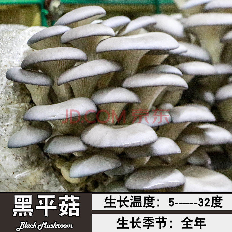 高产蘑菇菌包种子菌种食用菌平菇香菇多肉植物盆栽 黑