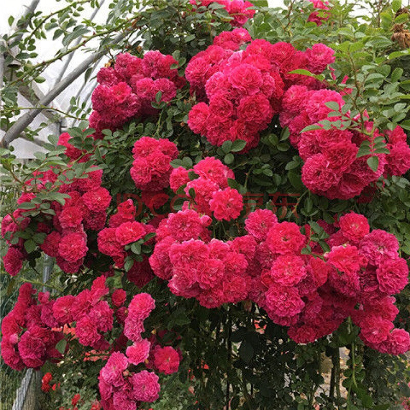 木香花苗七里香盆栽爬藤植物浓香甜蜜红木香四季开花庭院特大花卉