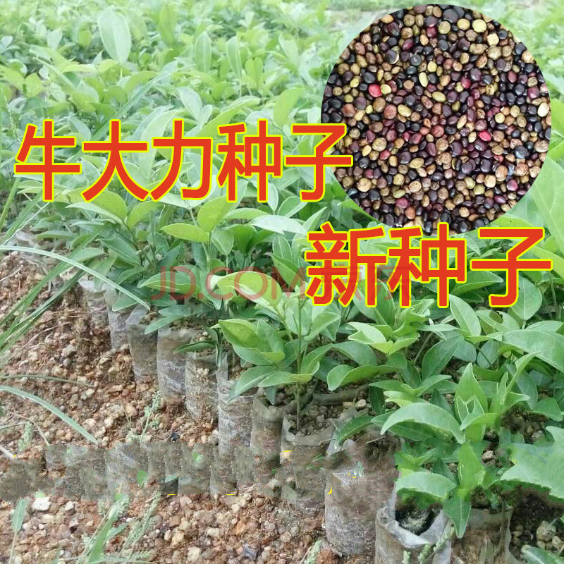 野生牛大力种子 大力薯小叶细叶中叶大叶牛大力种籽批 发种苗 中叶