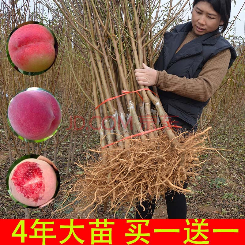 嫁接桃树苗地栽特大新品种水蜜桃当年结果南北方种植果树苗早晚熟 1年