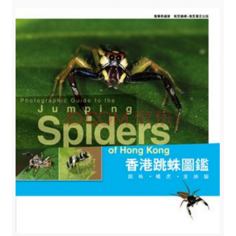 香港跳蛛图鉴 跳蛛蝇虎金丝猫 跳蛛知识百科科普丛书兴趣阅读自然科普