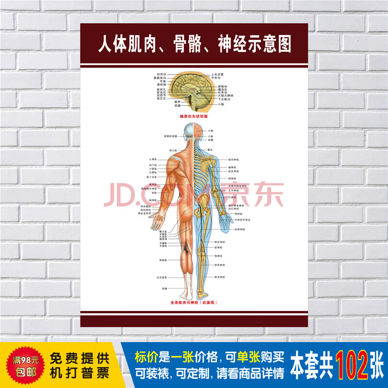 人体肌肉图解结构解剖大挂图 人体器官解剖图示意图海报展板定制 人体