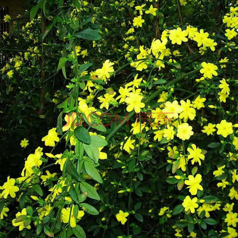 御卉阁 迎春花苗爬藤植物盆栽地栽长春花苗盆景云南黄馨常青开花护坡